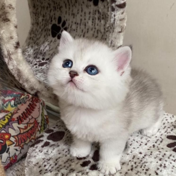 کانال گربه میوهاپ ( پرشین / بریتیش / اسکاتیش )|گربه|اصفهان, جلفا|دیوار