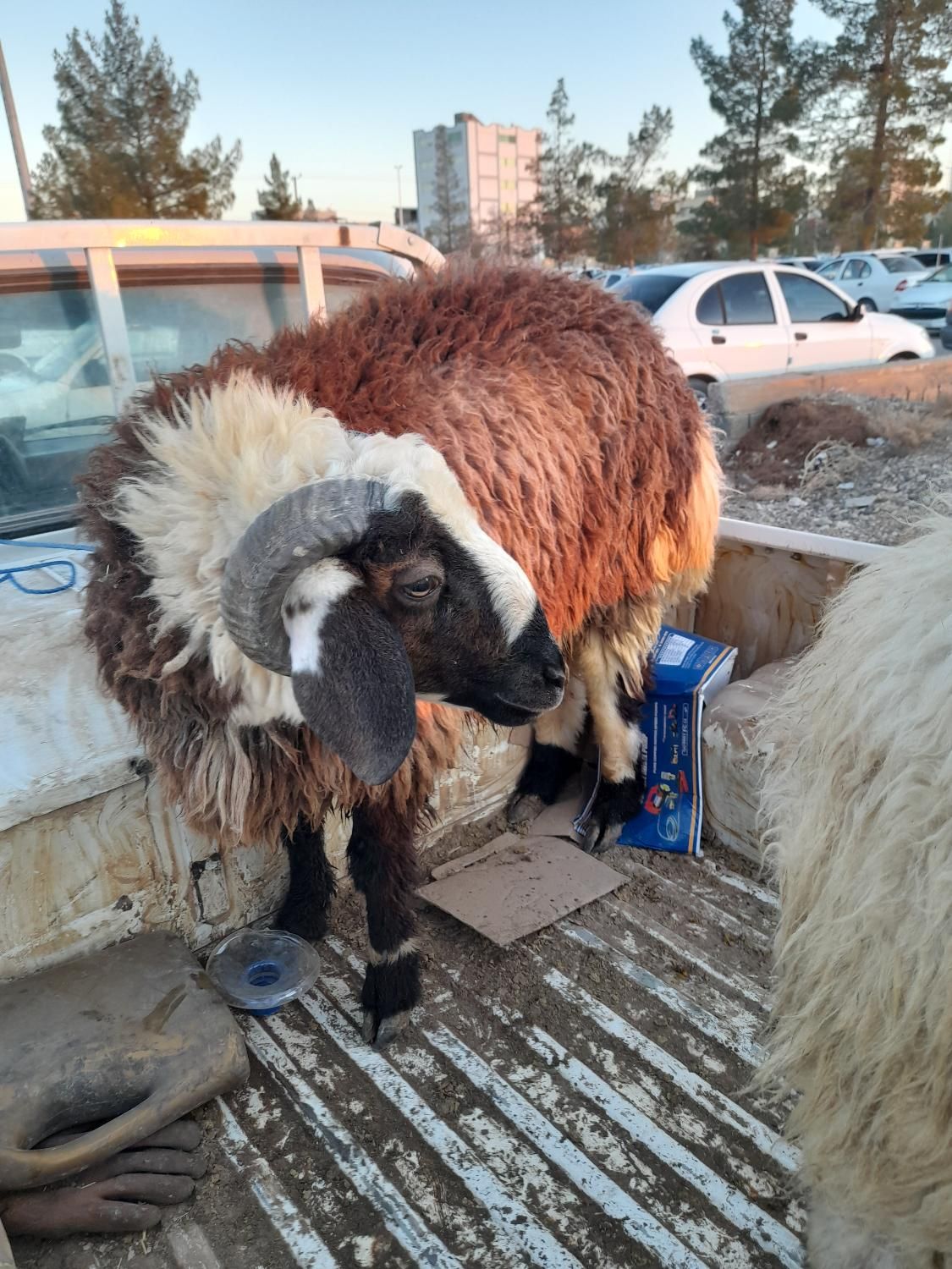 ذبح گوسفند یا قصاب سیار.|خدمات پذیرایی، مراسم|کرمان, |دیوار