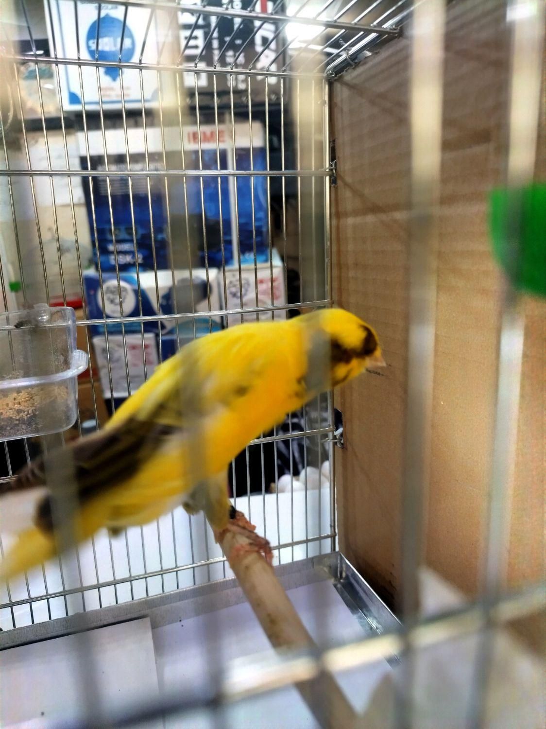 قناری رسمی بلند نرو ماده|پرنده|اندیشه, اندیشه فاز ۱|دیوار