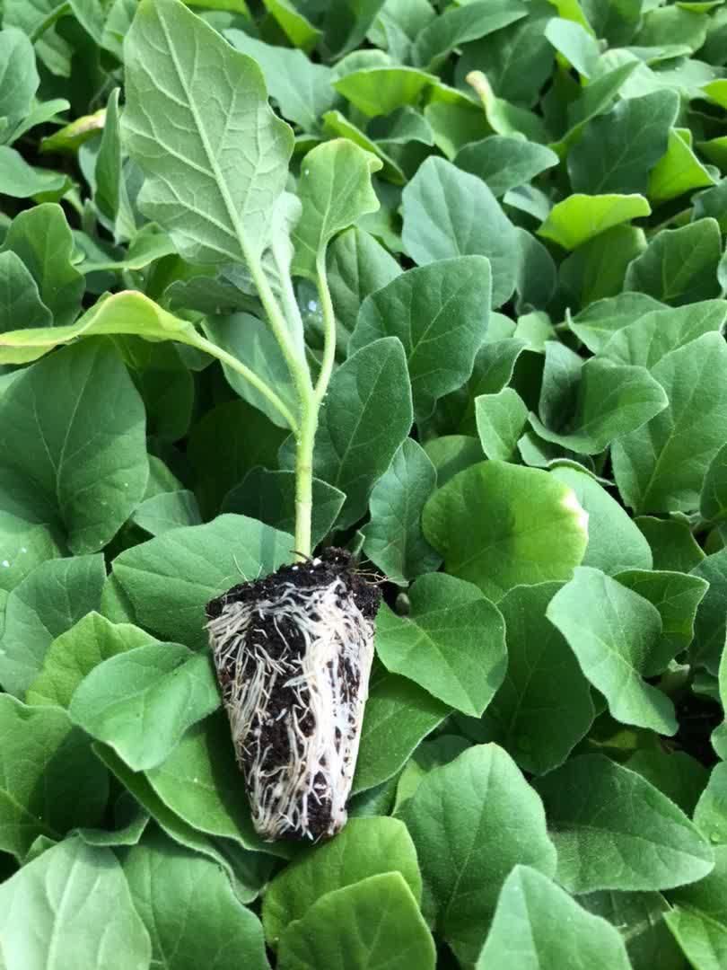 نشا فلفل بادمجان گوجه|خدمات باغبانی و درختکاری|کازرون, |دیوار