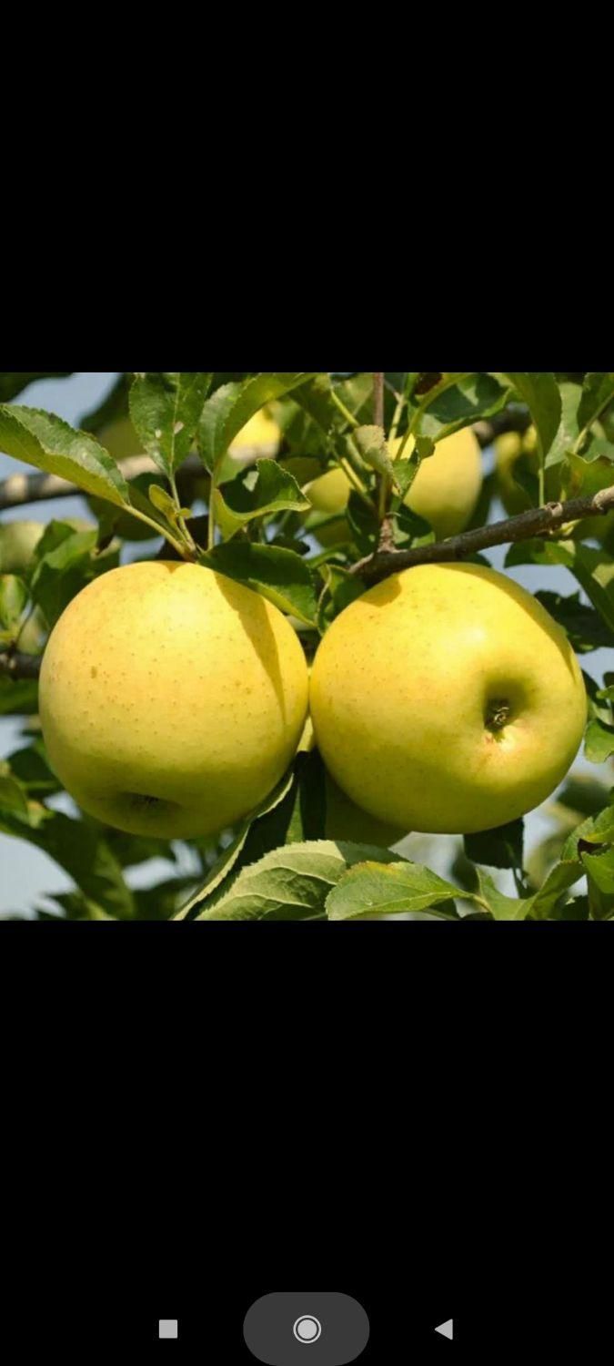 نهال  پیوندی گلدانی  قوی در نهالستان یاس نسترن|خدمات باغبانی و درختکاری|بیرجند, |دیوار