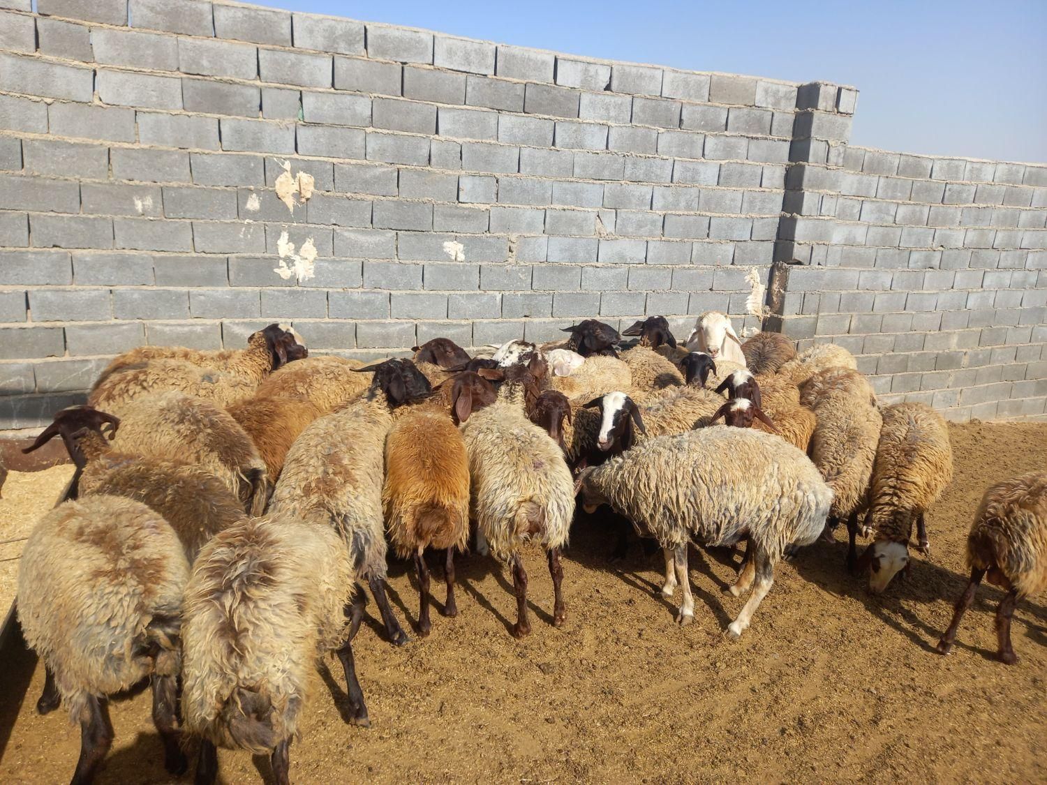 گوسفند داشتی|حیوانات مزرعه|شیروان (خراسان), |دیوار