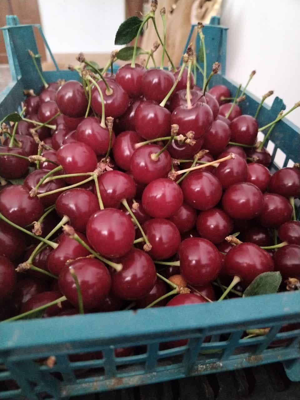 آلبالو مجاری|خوردنی و آشامیدنی|سبزوار, مدرس|دیوار