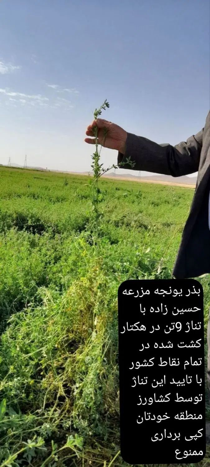 ارایه بذر یونجه با راندمان بالا|خدمات باغبانی و درختکاری|تهران, آبشار|دیوار