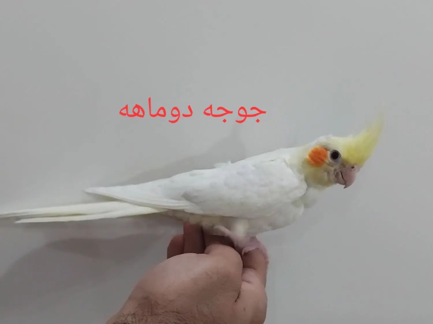 عروس هلندی|پرنده|تهران, قاسم‌آباد|دیوار