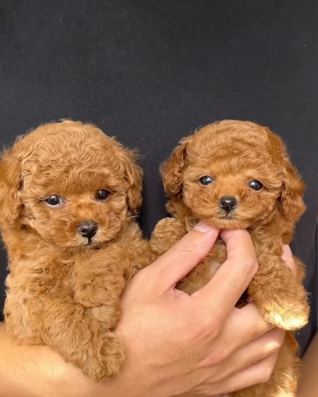 پودل عروسکی قهوه ای|سگ|تهران, سعادتآباد|دیوار