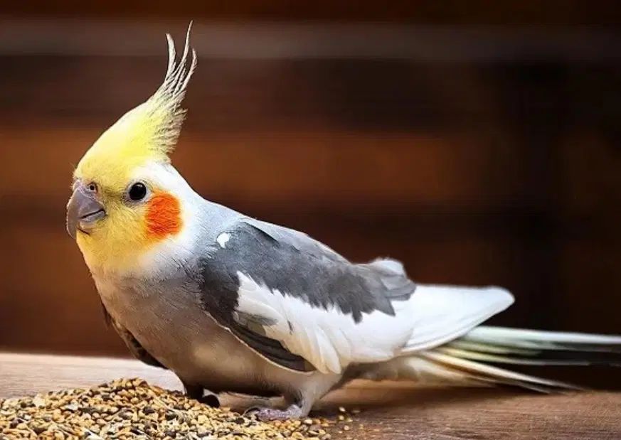 فروش عروس هلندی سخنگو|پرنده|کرج, گوهردشت|دیوار