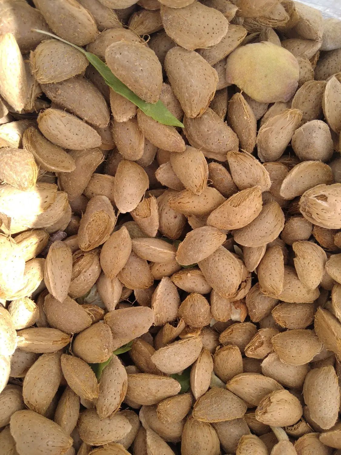 خریدوفروش گردو وبادام|خوردنی و آشامیدنی|اصفهان, شهرستان|دیوار