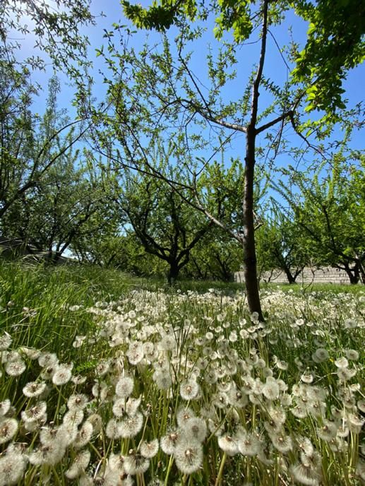 زمین واقع در چهار باغ کرج|فروش زمین و ملک کلنگی|چهارباغ, |دیوار