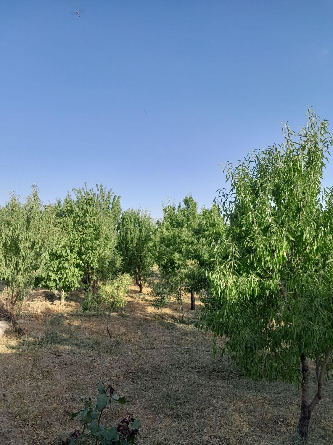 باغ میوه  400متری زیبا در پل زمان خان|فروش زمین و ملک کلنگی|شاهین‌شهر, گرگاب|دیوار