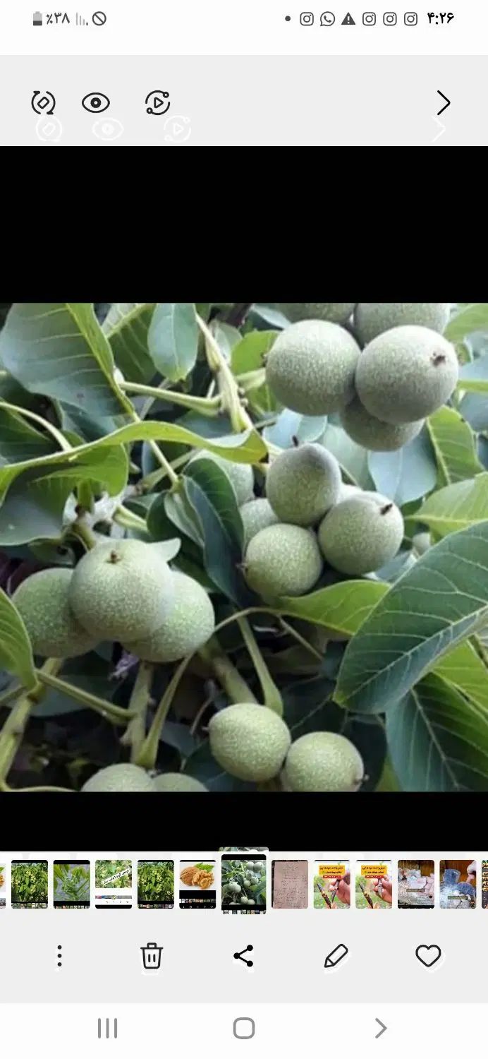 گردو پیوندی پایه ژنوتیپ پیوند چندلر.وفرنور|خدمات باغبانی و درختکاری|کرمان, |دیوار