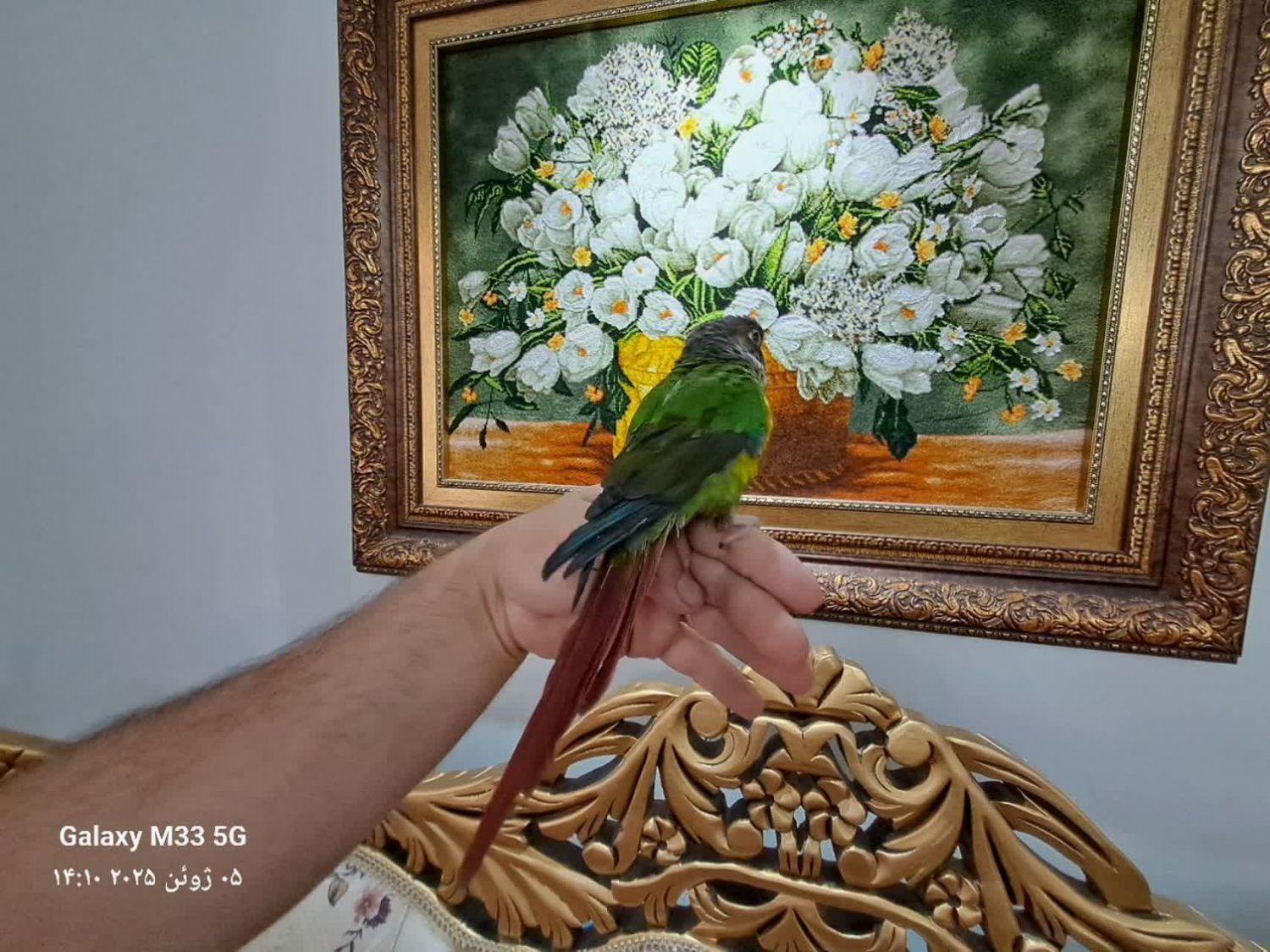 گرینچیک|پرنده|تهران, زینبیه|دیوار