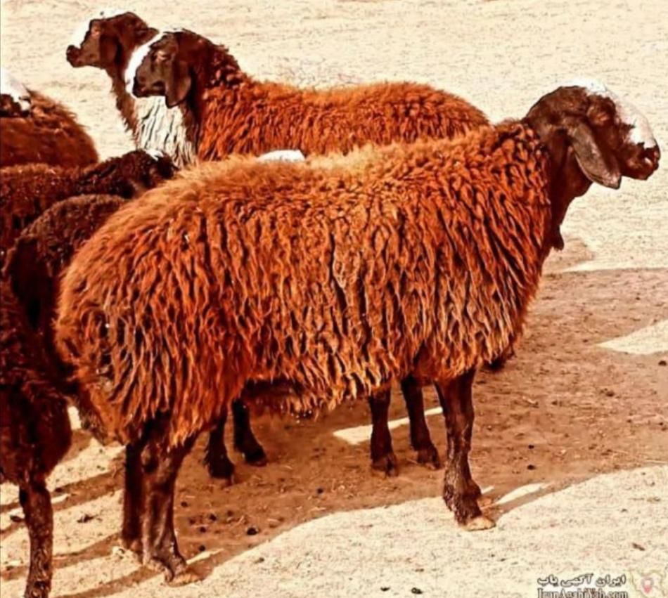 عرضه جایگاه رسمی گوسفند زنده مرغوب سالم مناسبتها|حیوانات مزرعه|تهران, سهروردی|دیوار
