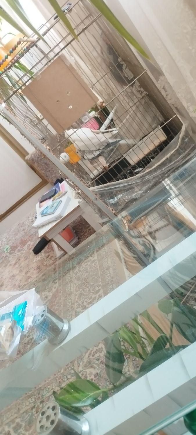 عروس هلندی نر و ماده جفت|پرنده|مشهد, رستگار|دیوار
