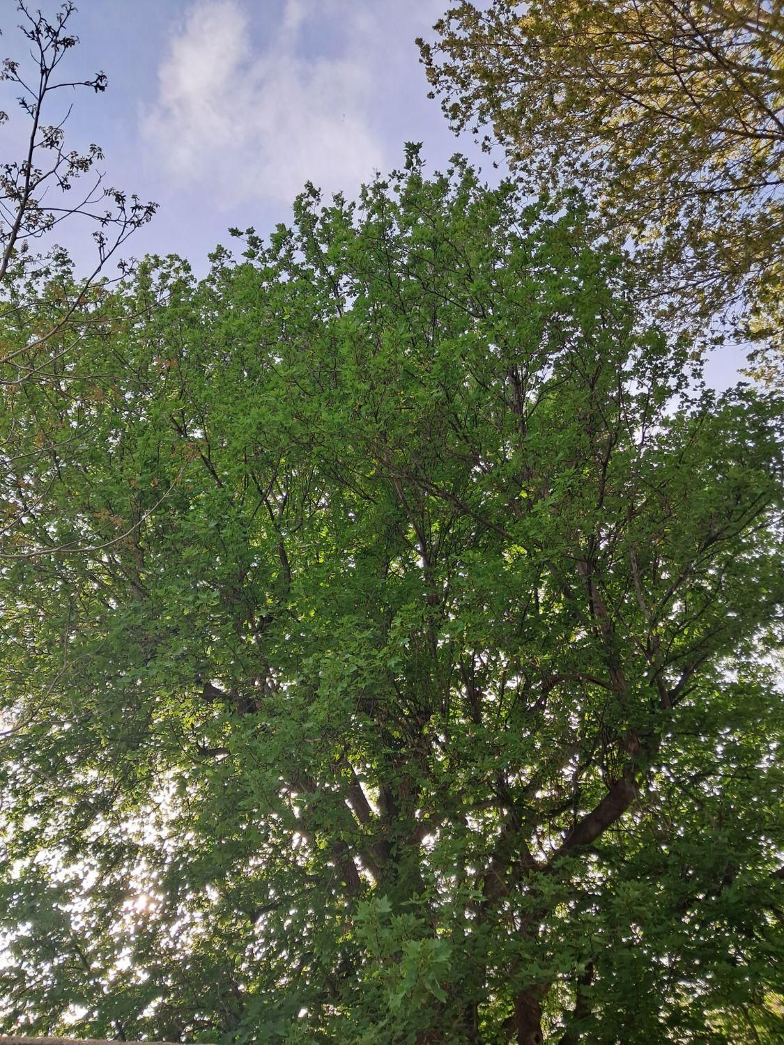 باغ ۱۰۰۰ متری فاروق دیوارکشی شده|فروش خانه و ویلا|سیدان, |دیوار