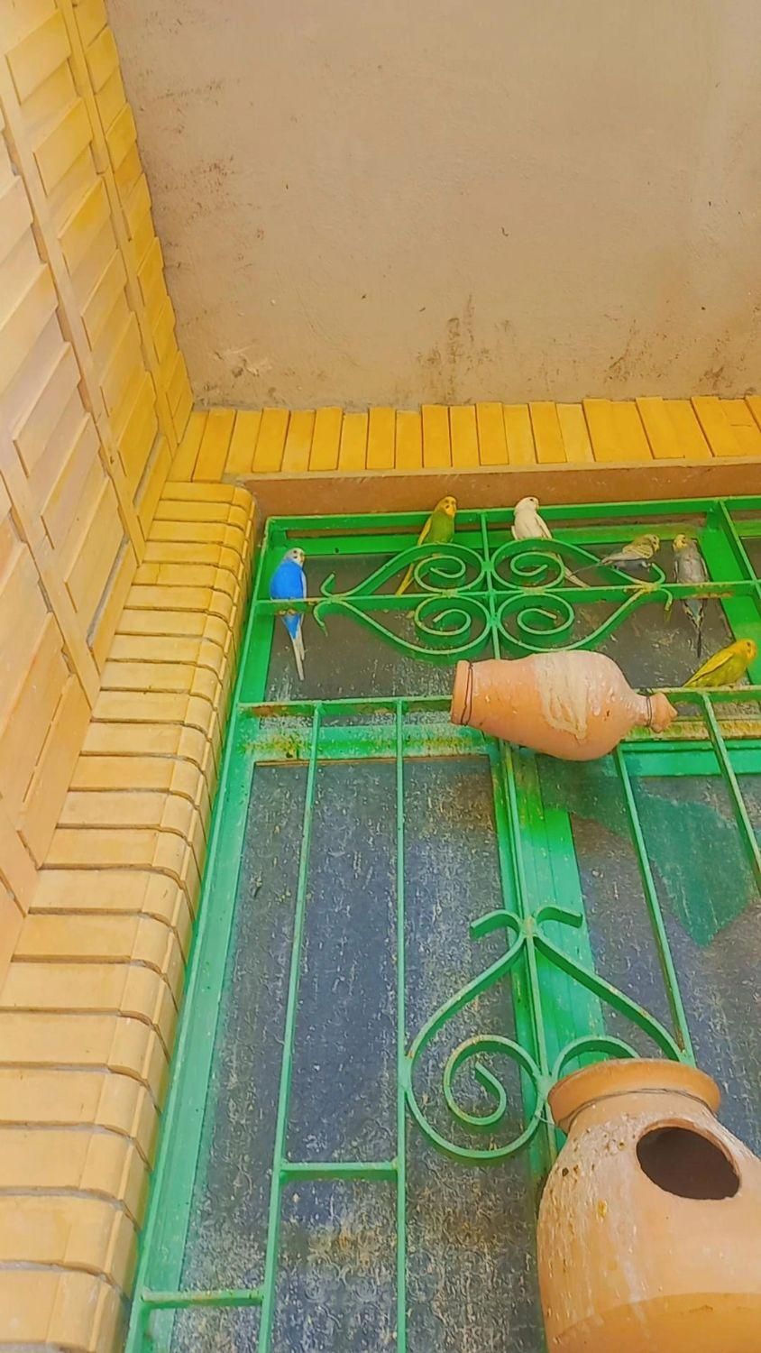 مرغ عشق|پرنده|سراوان, |دیوار
