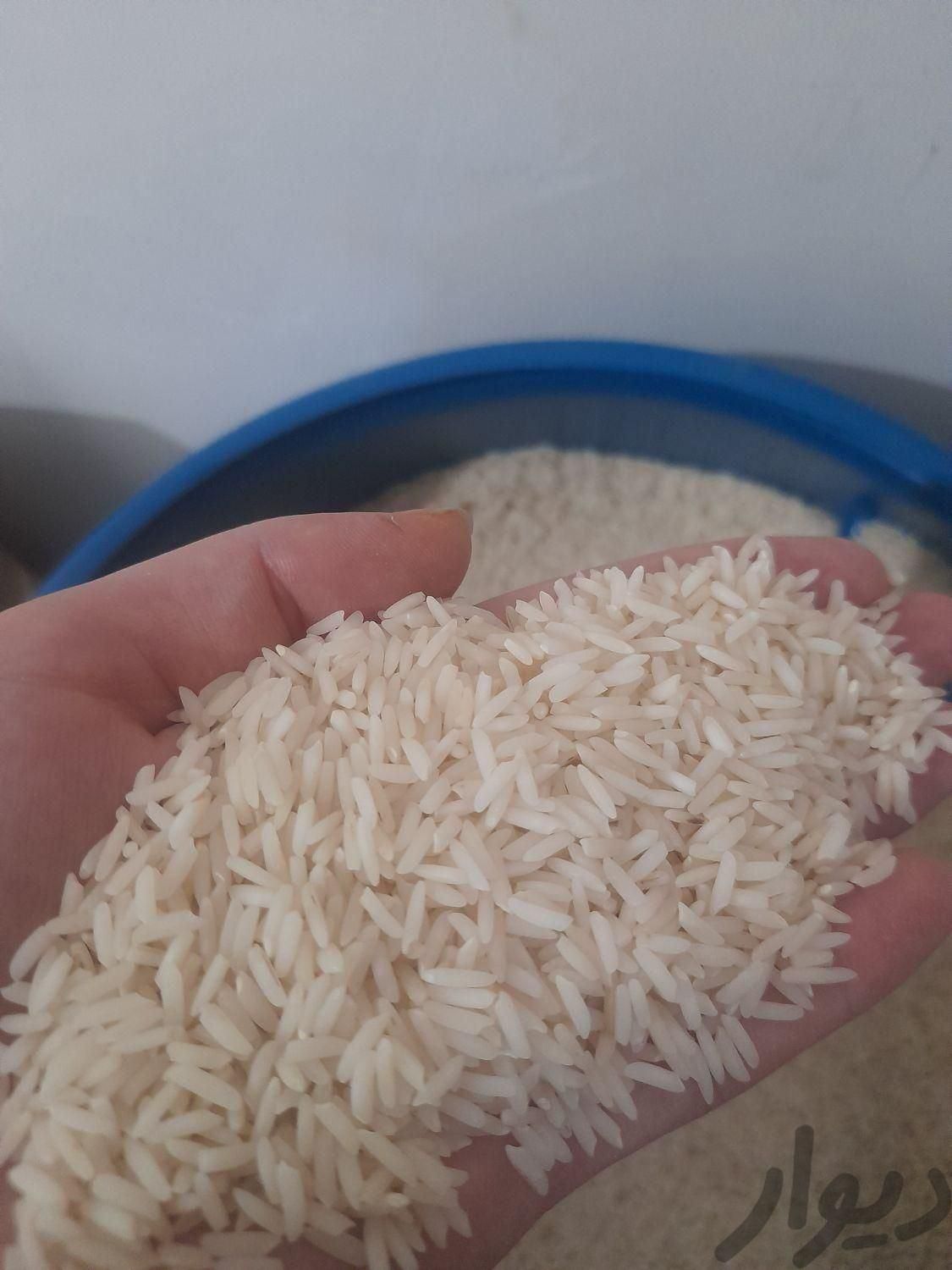 برنج هاشمی سورتینگ شده شالیزارهای گیلان و چای قلم|خوردنی و آشامیدنی|شهر بابک, |دیوار