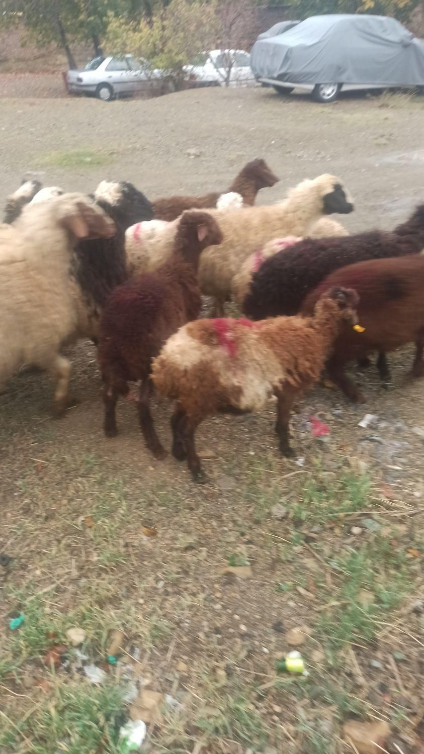 ایام عید گوسفند چاق و زنده برای مراسمات|حیوانات مزرعه|تهران, پردیسان|دیوار