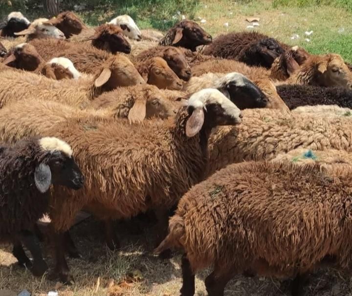 دام طبیعت ییلاقی دارای چند شعبه زنده درتهران|حیوانات مزرعه|تهران, خرمشهر|دیوار