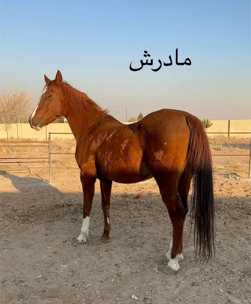 نریون 2 ساله درهشوری|اسب و تجهیزات اسب‌سواری|تهران, آذری|دیوار