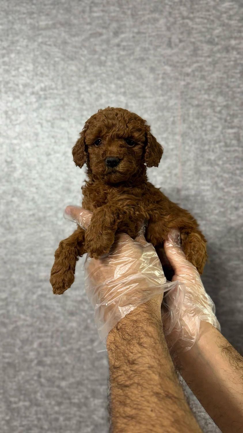 تاینی توی، پامرانین ، پیکینیز|سگ|تهران, چیتگر جنوبی|دیوار