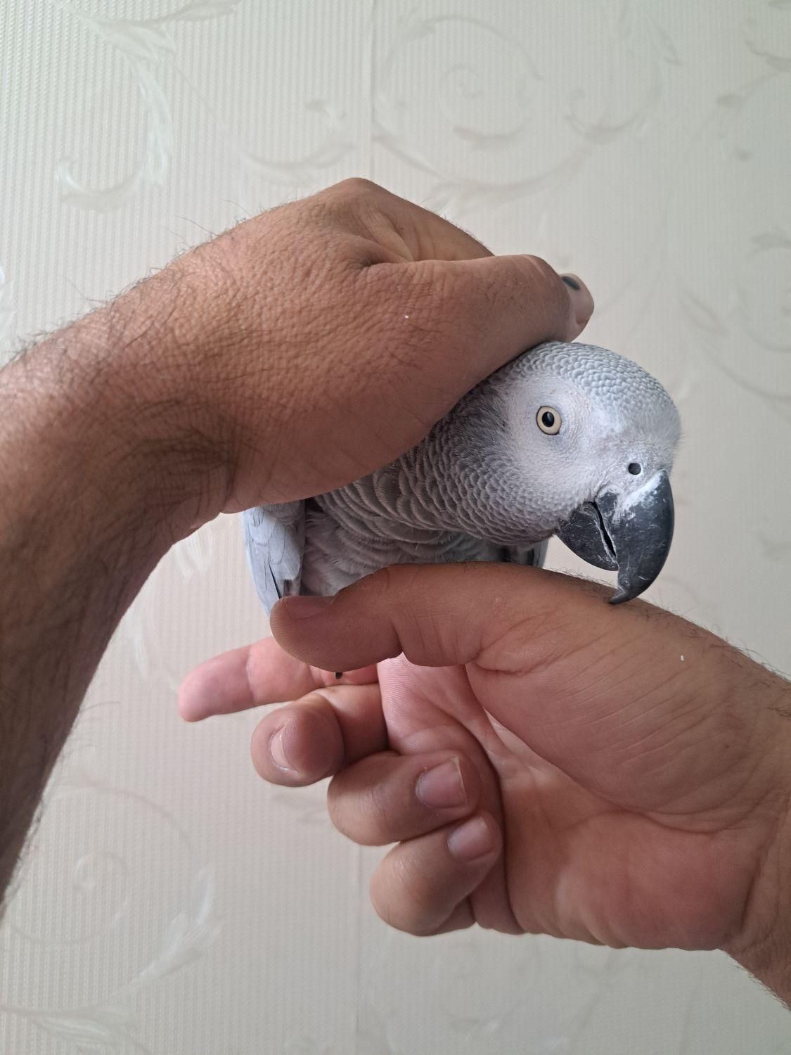 طوطی کاسکو|پرنده|سیرجان, |دیوار