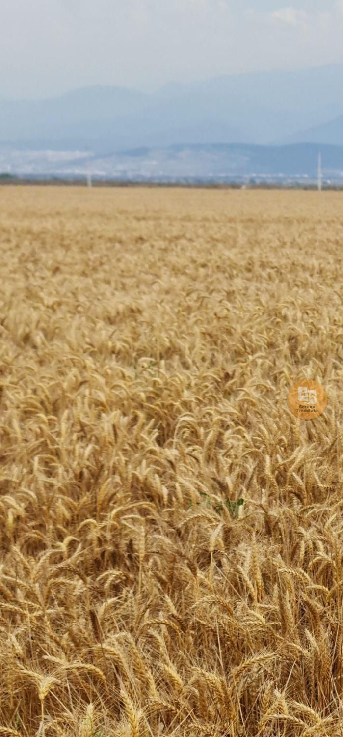 بذر گندم باسیلیو فرانسوی بوجارشده|عمده‌فروشی|گرگان, |دیوار