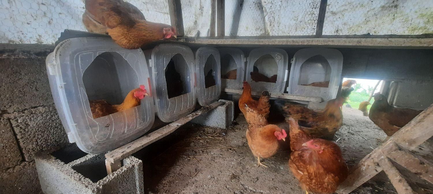 تخم مرغ محلی|خوردنی و آشامیدنی|رشت, پسیخان|دیوار