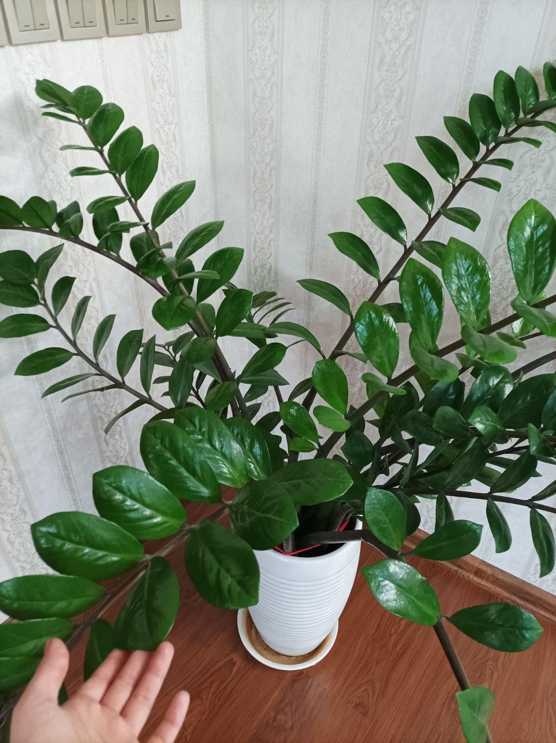 زاموفیلیا|گل و گیاه طبیعی|تبریز, |دیوار