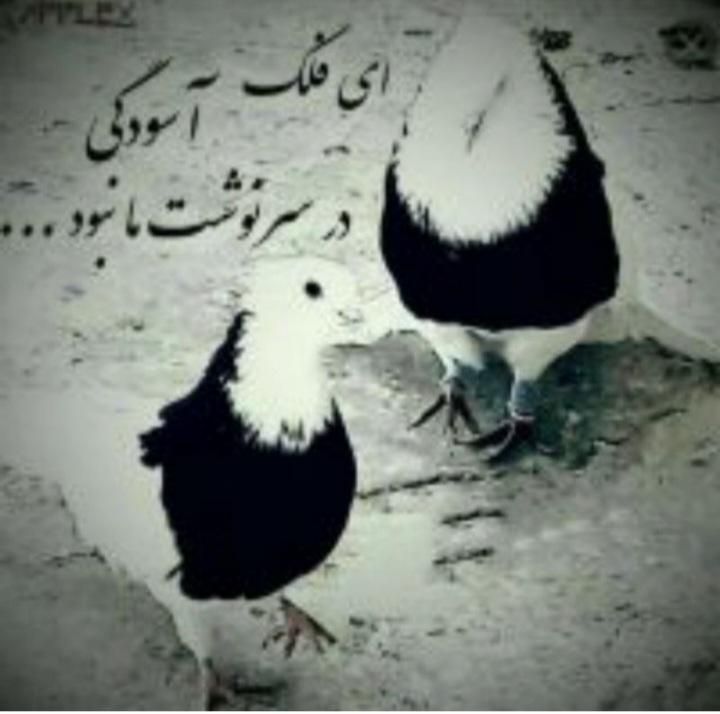 کارت عابر بانک گم شده|اشیا|دورود, |دیوار