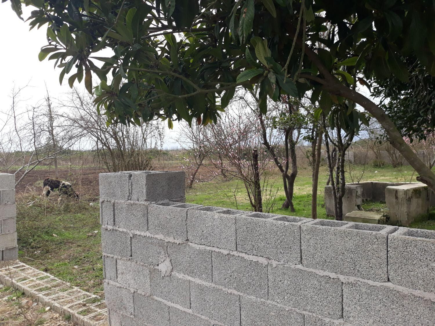 زمین ۴۱۶ متری مسکونی روستای چمن|فروش زمین و ملک کلنگی|طاهرگوراب, |دیوار