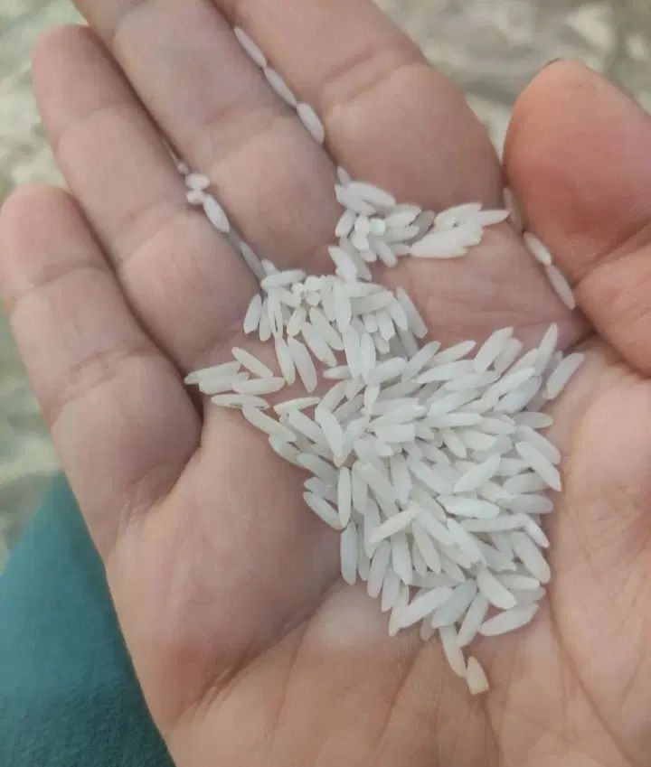 فروش برنج هاشمی|عمده‌فروشی|رشت, پیرکلاچای|دیوار