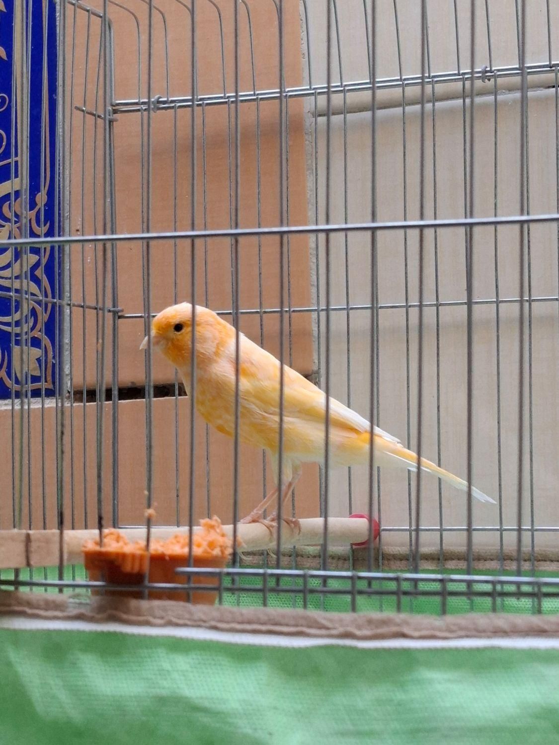 قناری نر مست|پرنده|شیراز, شهرک قمشه|دیوار