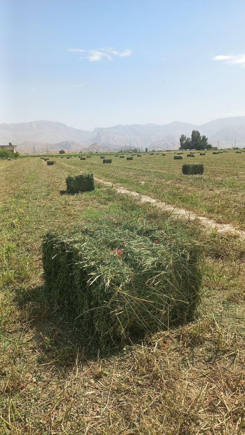 یونجه درجه یک تحویل دامداری|حیوانات مزرعه|شیراز, احمدآباد|دیوار