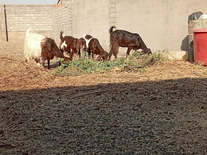 بزپاکستانی|حیوانات مزرعه|مشهد, وکیل‌آباد|دیوار