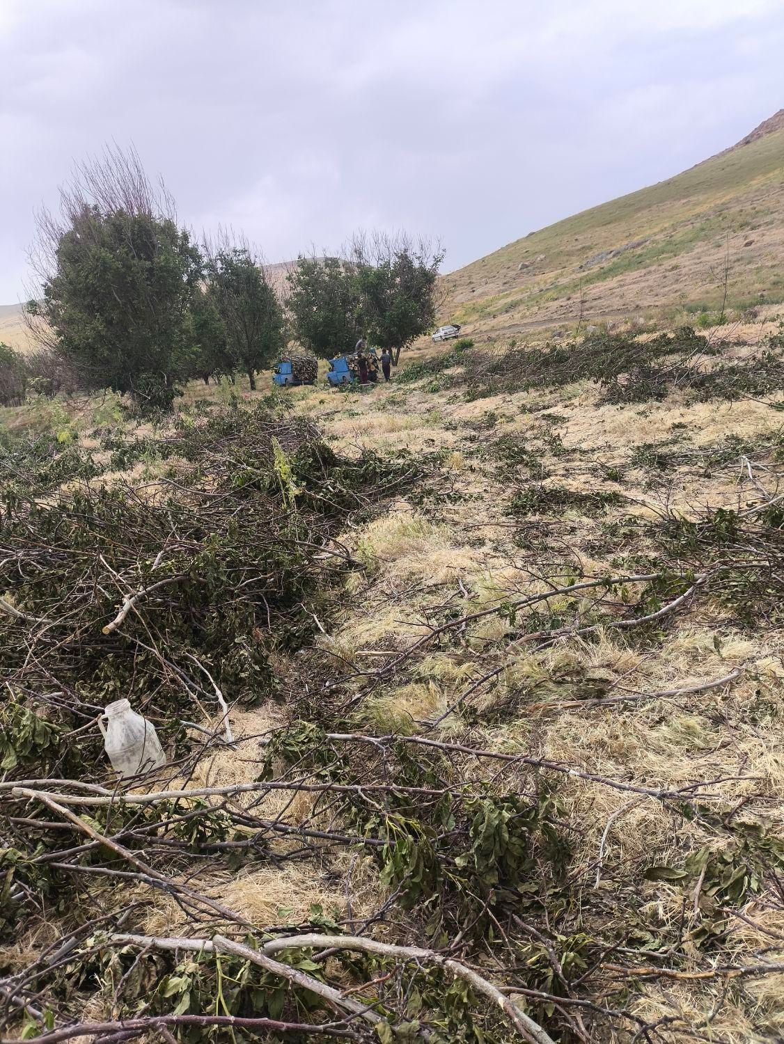 دراوردن ریشه درخت گردو بصورت رایگان|خدمات باغبانی و درختکاری|الشتر, |دیوار