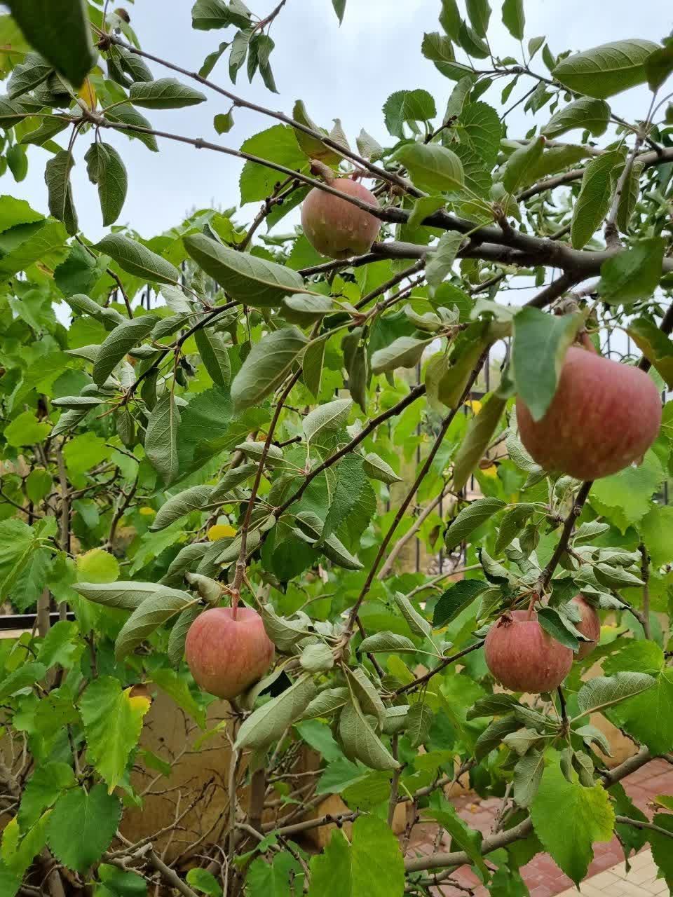 فروش خانه ویلایی ۳۸۰ متری ۲ خوابه|فروش خانه و ویلا|آبعلی, |دیوار