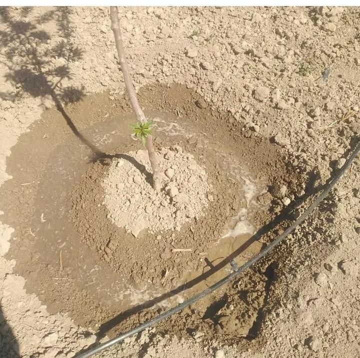 آبیاری قطره ای لوله کشی باغات و مزارع.|خدمات باغبانی و درختکاری|مشهد, سازمان آب|دیوار