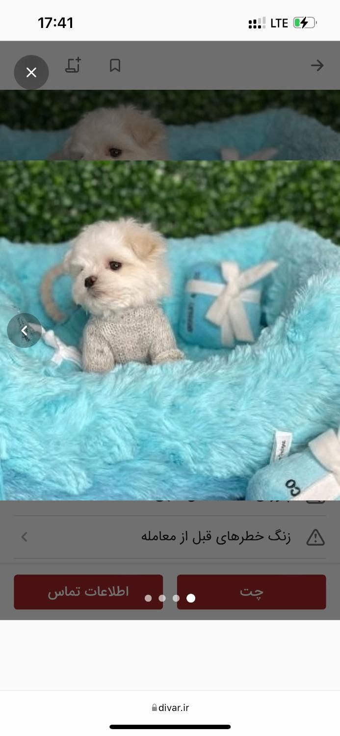 توله سگ های آپارتمانی|سگ|شیراز, اصلاح‌نژاد|دیوار