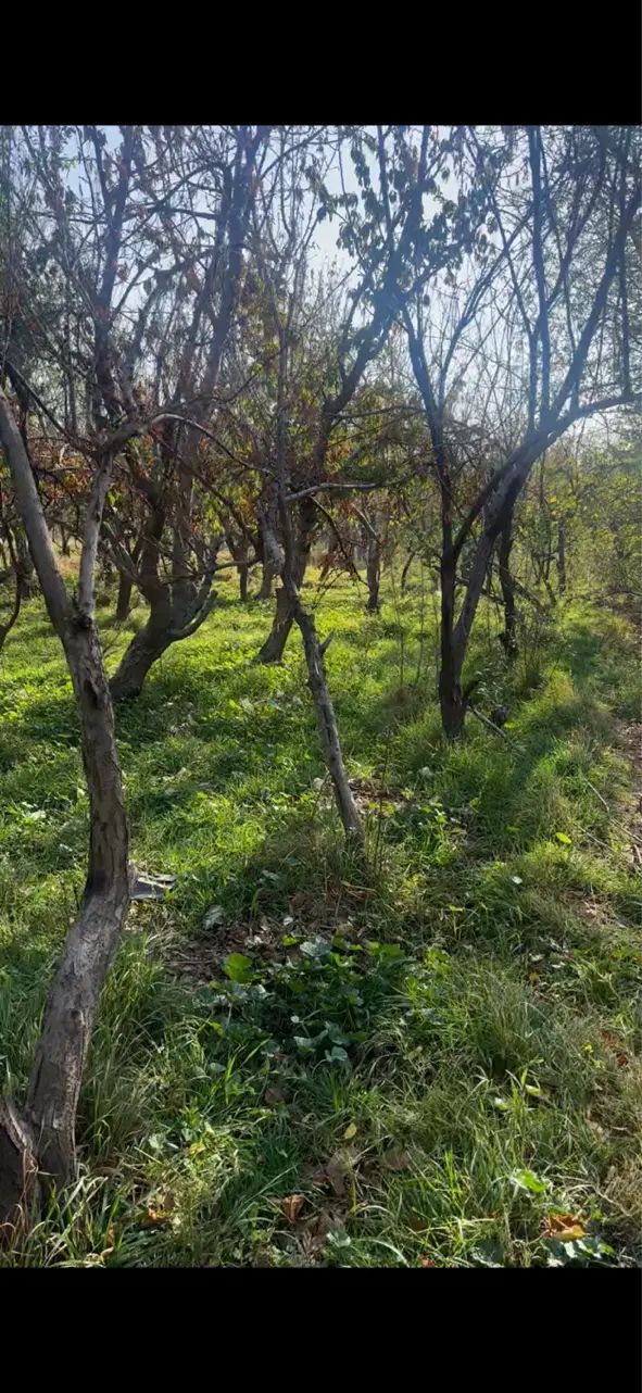 فروش زمین ۵۰۰ متری در کلاک پایین|فروش زمین و ملک کلنگی|کرج, کلاک پایین|دیوار