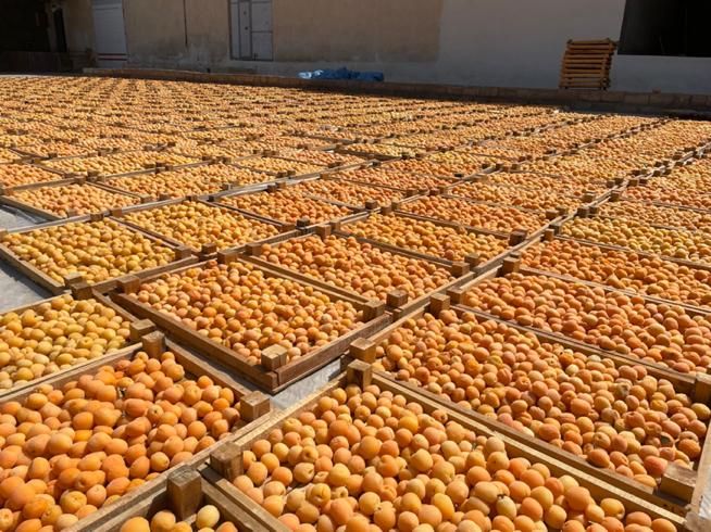 درخواست نیروی کار|خدمات باغبانی و درختکاری|آذرشهر, |دیوار