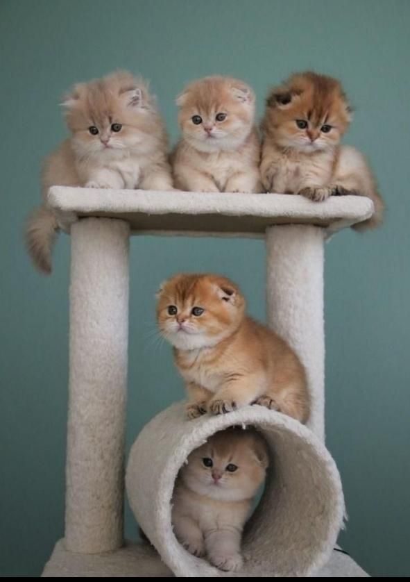 بچه گربه ی دلفریب و کیوت|گربه|ساری, |دیوار