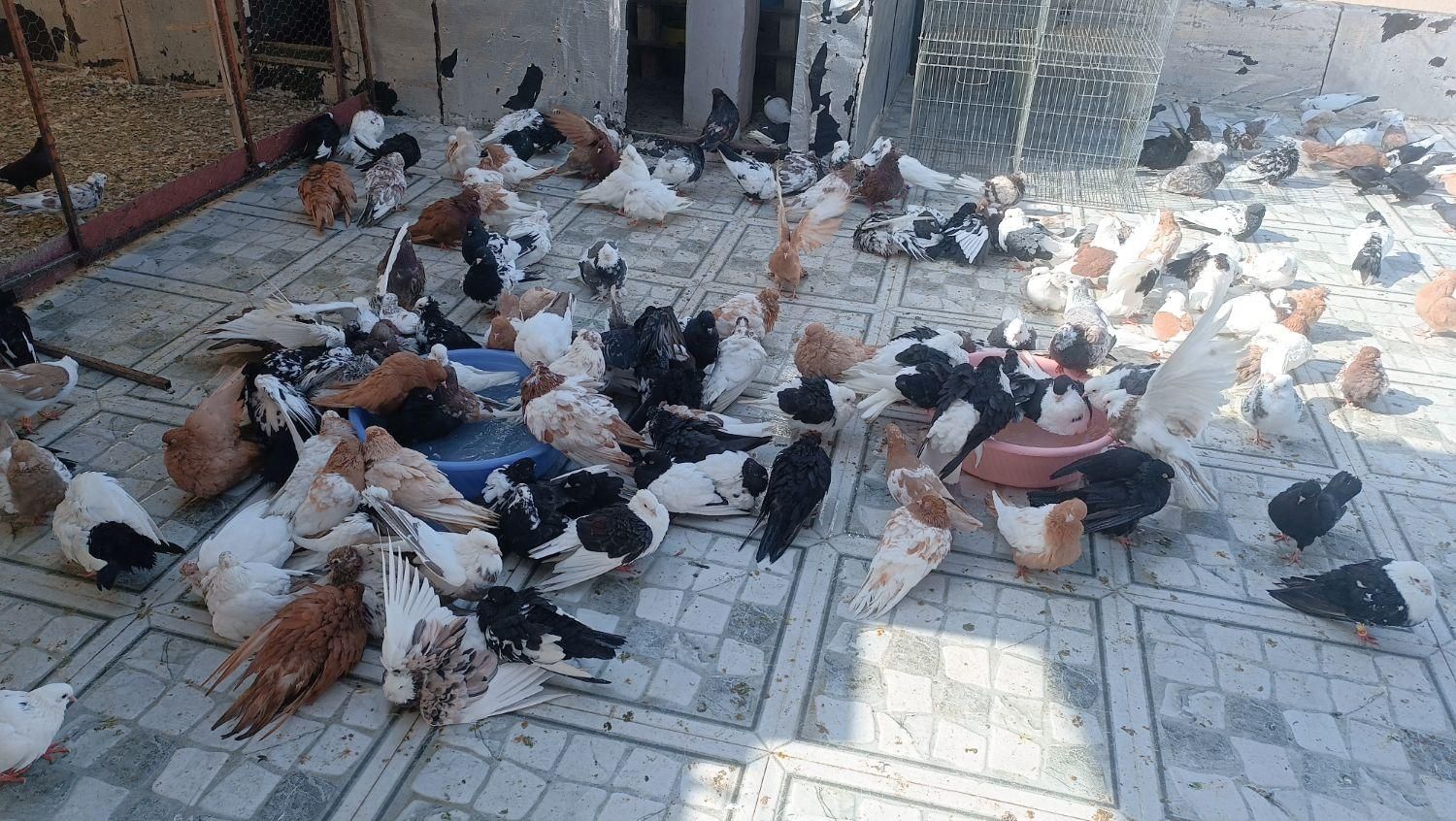 کبوتر کلکسیونی و پرشی درجه یک|پرنده|سردشت, |دیوار