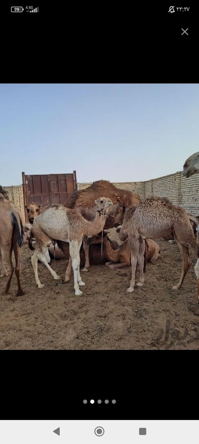 شیرشتر|خوردنی و آشامیدنی|قم, شاه سید علی|دیوار
