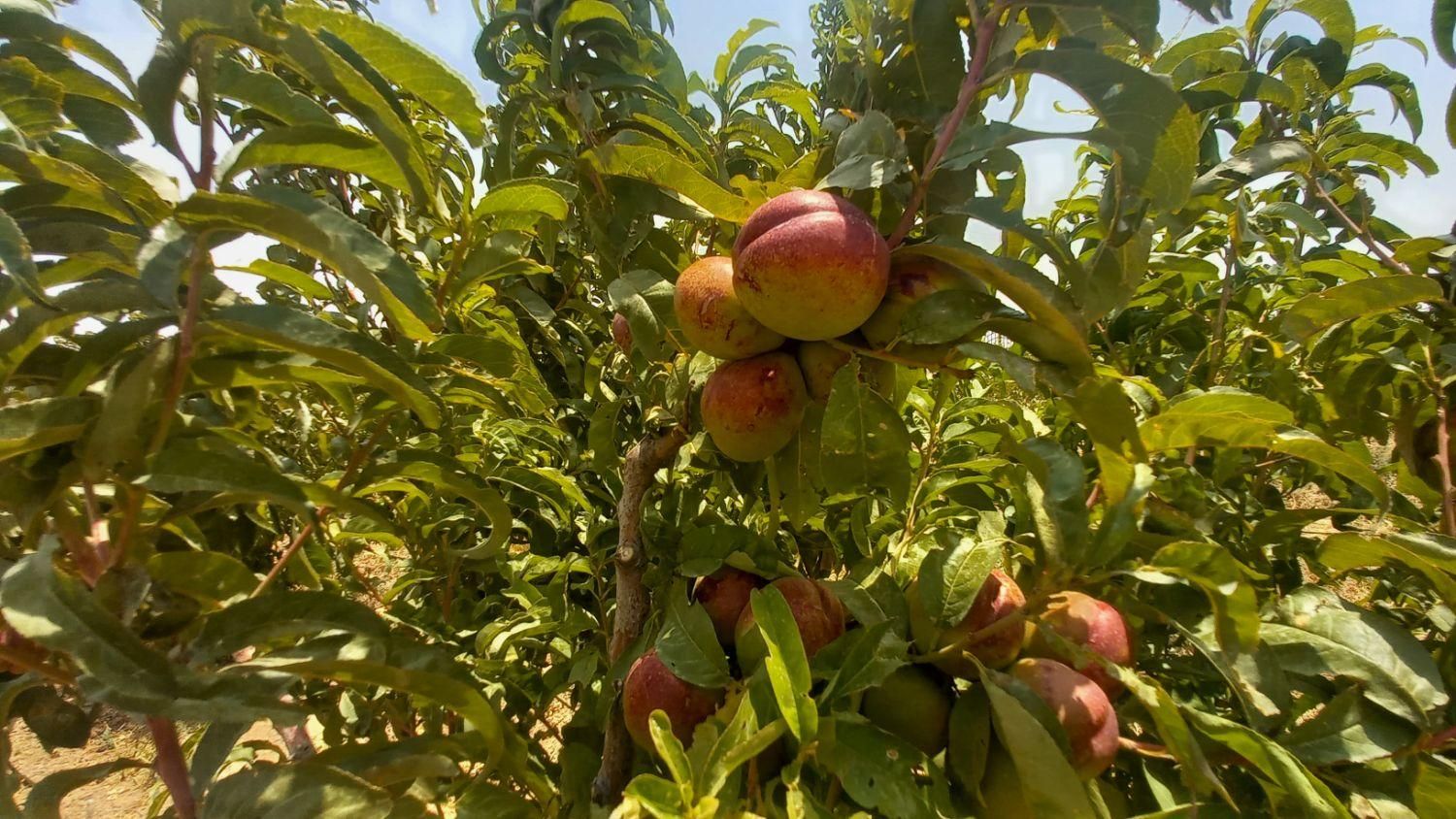 زمین ۱۱۱۲ متر ۴ قواره ویلایی/ باغی لب راه اصلی|فروش زمین و ملک کلنگی|لاهیجان, انقلاب|دیوار
