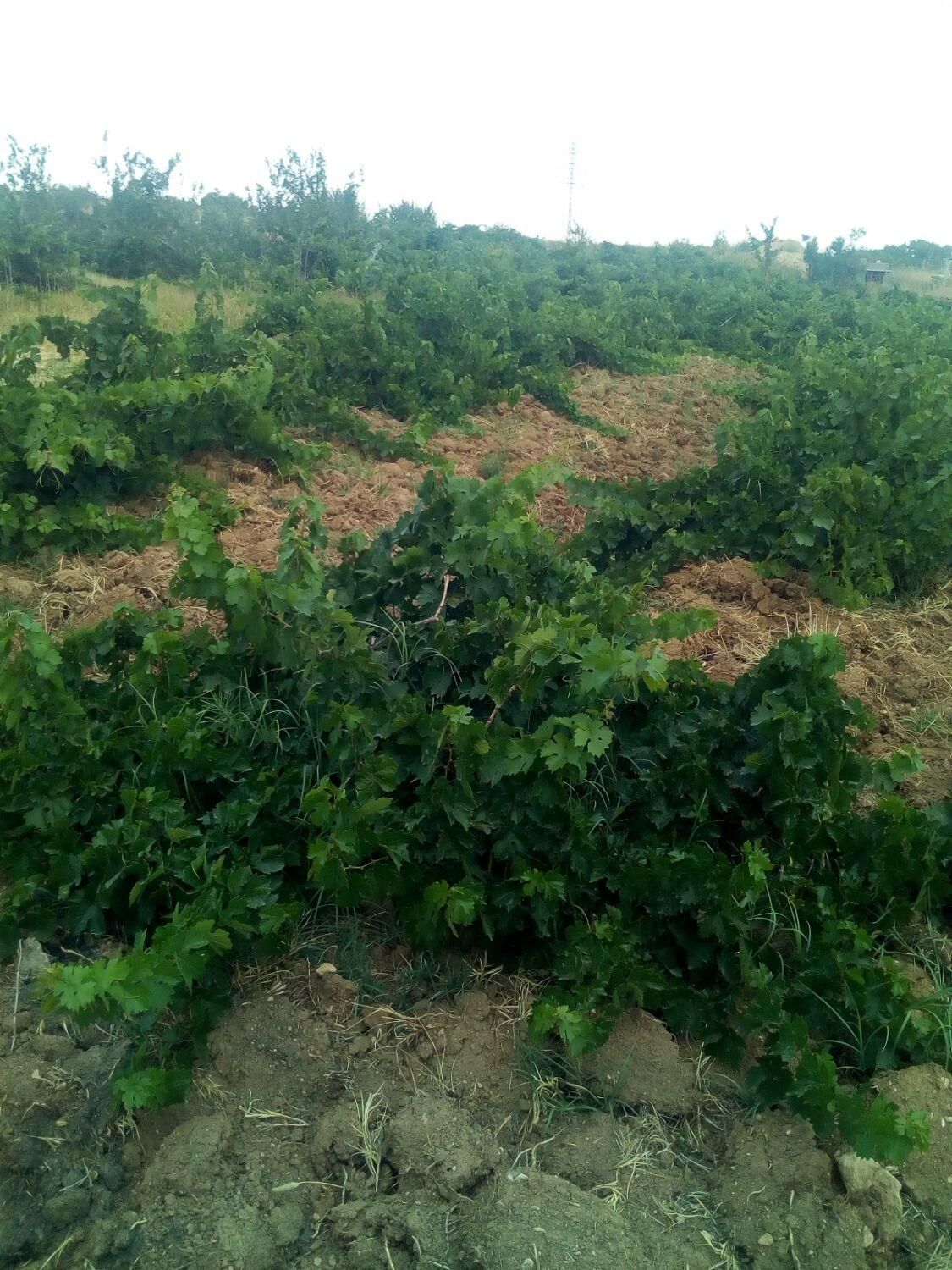 باغ انگورحصار|فروش زمین و ملک کلنگی|قیدار, |دیوار