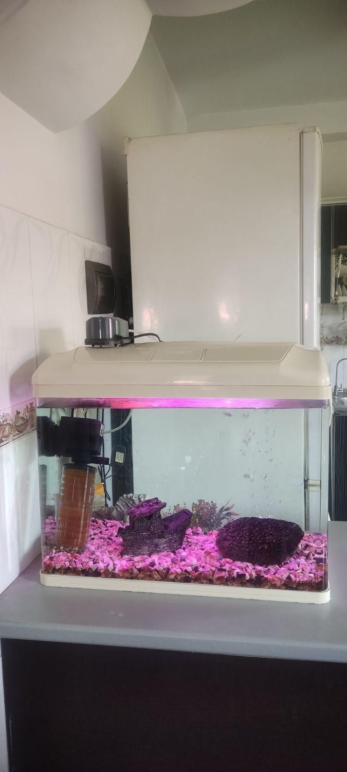 آکواریوم بهمراه لوازم|ماهی|لاهیجان, بازکیاگوراب|دیوار