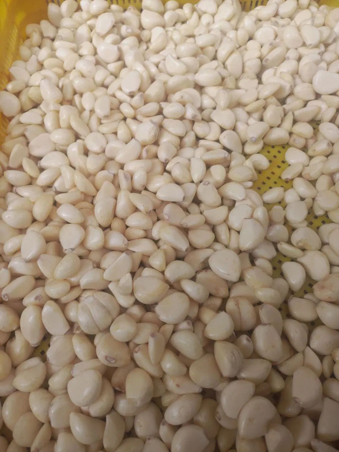 سیر پوست کنده|خوردنی و آشامیدنی|مشهد, شهرک صنعتی توس|دیوار