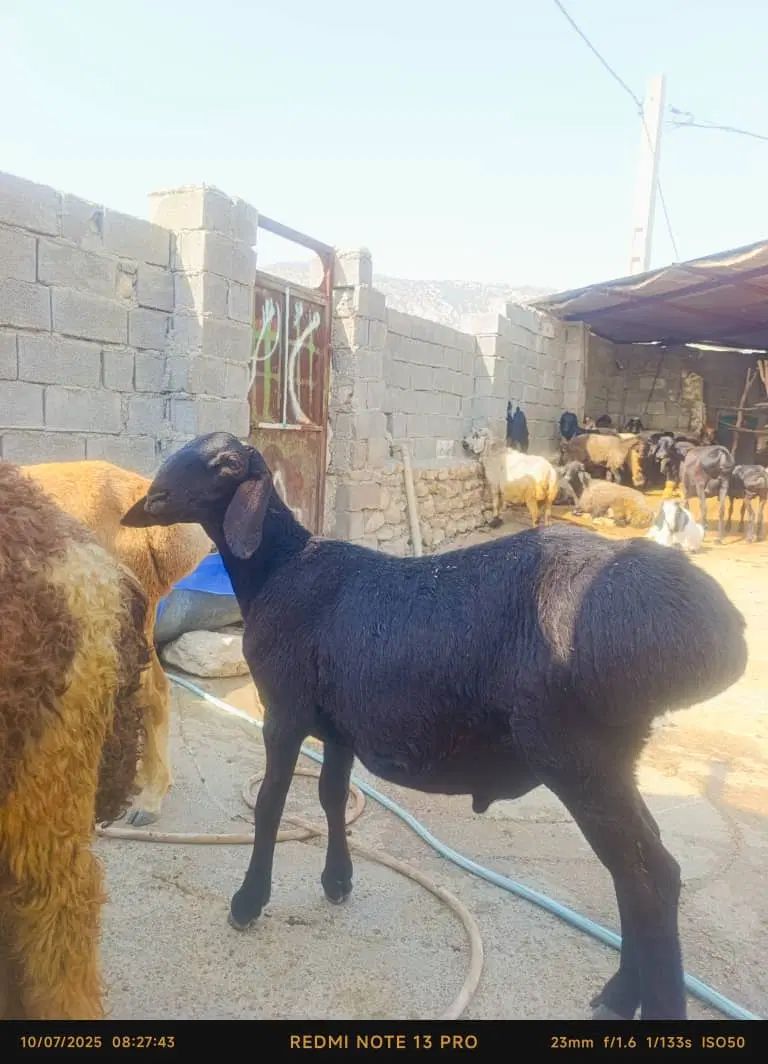 بادرودفروش کارگاه صنعتی بره۳۰۰راسی پرواری|فروش دفتر صنعتی، کشاورزی، تجاری|بهبهان, |دیوار