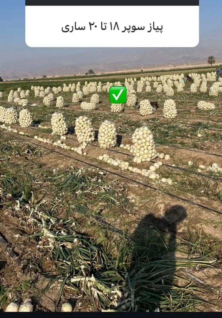اجاره ۳ هکتار زمین قطره ای در روستای خاتون‌آباد|اجارهٔ کوتاه‌مدت ویلا و باغ|کرمان, |دیوار